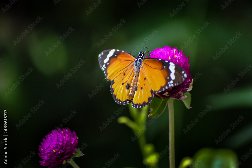 The yellow butterfly