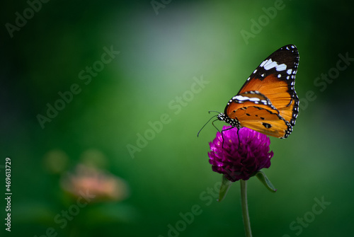 Butterfly in motion © akkarapat
