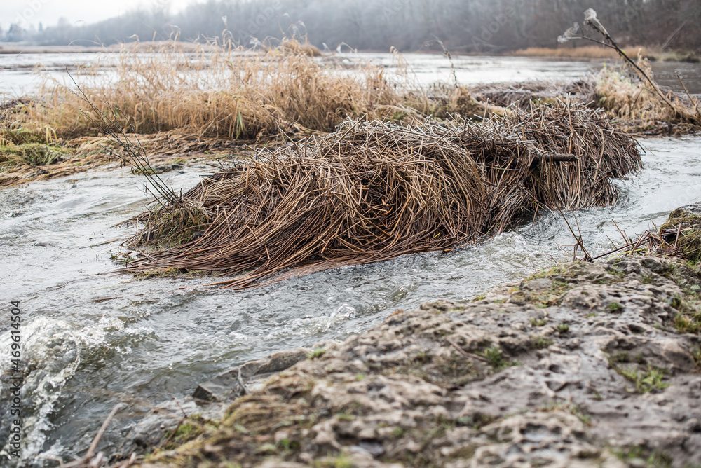 Fototapeta premium Frosted, old, broken, brown reed trunks in river Venta, Kuldiga, Latvia