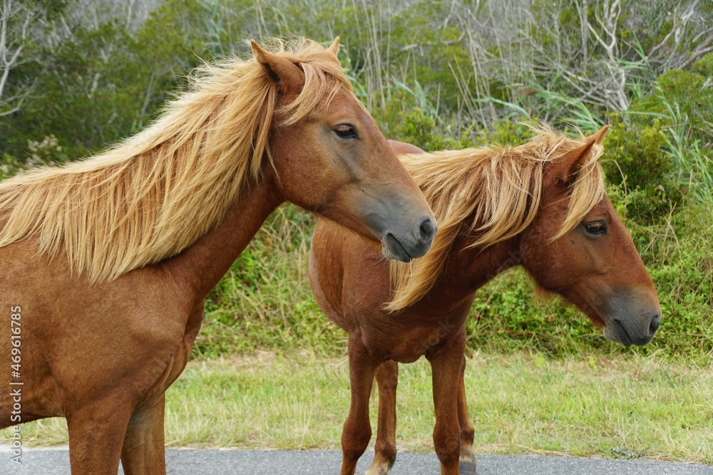 Obraz premium Beautiful brown color of wild horses near Assateague Island, Maryland, U.S