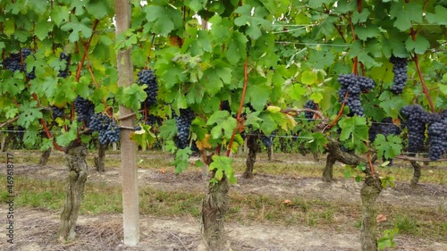 Wallpaper Mural Vineyards field with red ripe wine grapes agriculture Torontodigital.ca