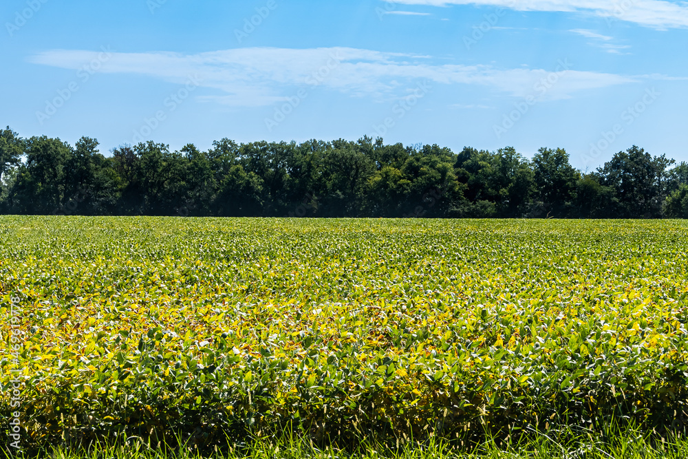 Obraz premium Green and Yellow Bean Field with Tree Line; a large field being farmed with bean plants, bright blue sky in late summer with wide view