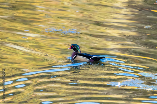 Male wood duck swimming in swirling water