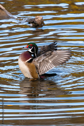 Male wood duck stretching his wings in the water