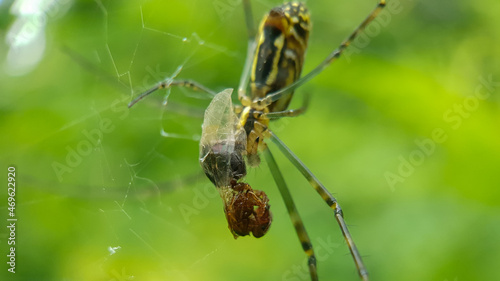 spider eating prey on the spider web