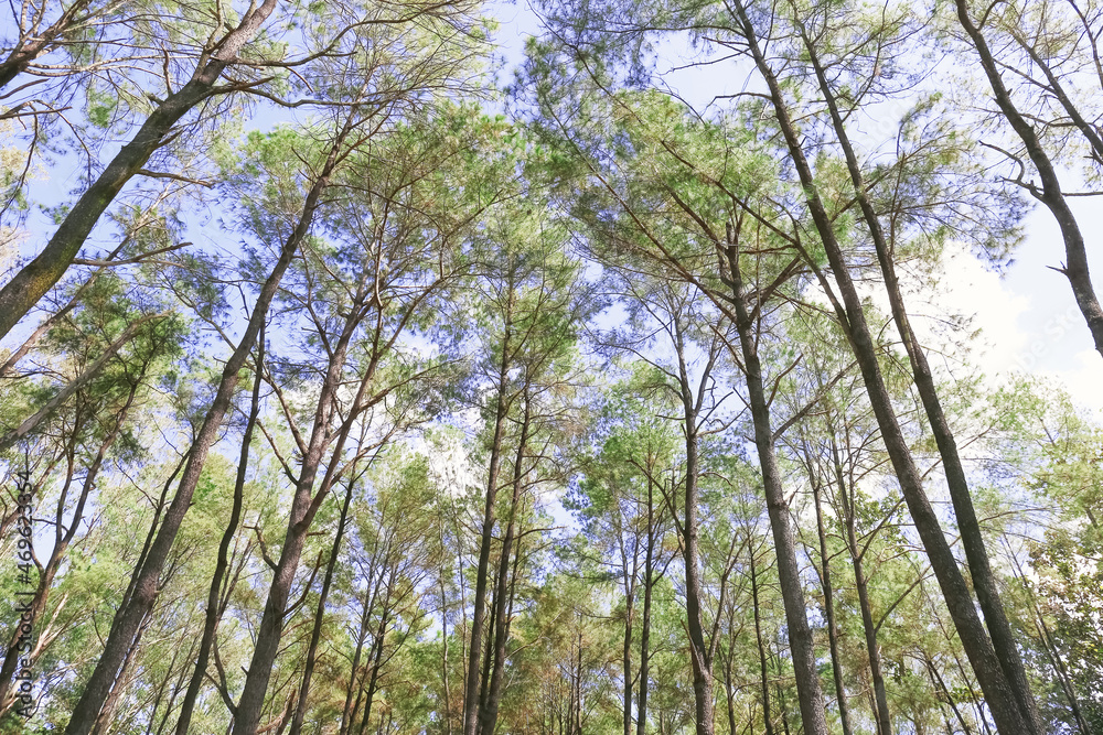 Fototapeta premium trees in a pine forest natural background