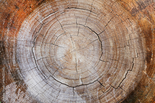 Tree rings old weathered wood texture with the cross section of a cut log abstract nature background