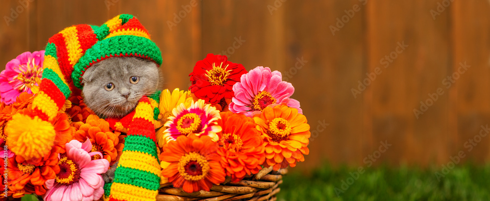 A small gray kitten lying in a basket full of multi-colored dahlias standing on the green grass of the lawn with a multi-colored cap on his head and a scarf around his neck.