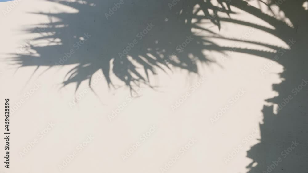 Abstract silhouette shadow of palm leaves tree branch falling on white wall. Abstract silhouette shadow of palm leaves tree branch falling on white wall.