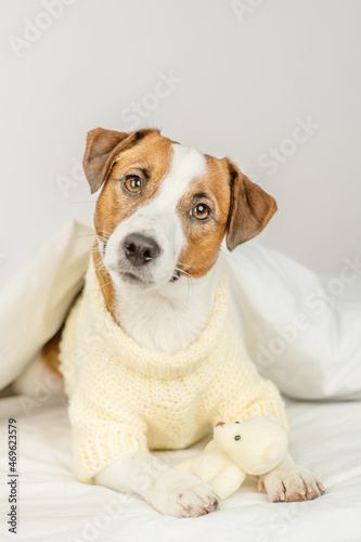 Cute dog jack russell breed lying at home under the covers on the bed in a knitted sweater with a teddy bear in his paws