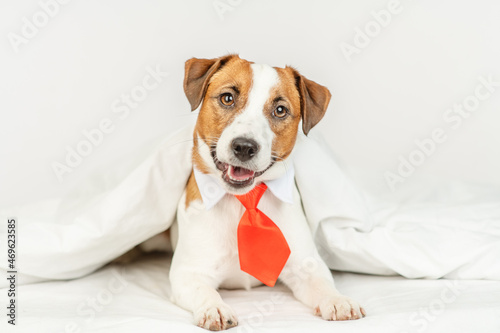 Cute dog jack russell breed lying at home under the covers on the bed in a red tie