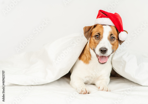 Cute dog jack russell breed lying at home under the covers on the bed in a santa hat © Ermolaeva Olga