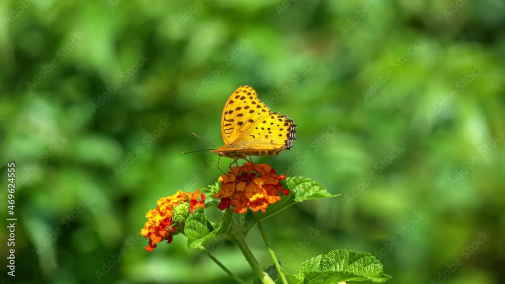 Butterfly on flower. Butterfly Is Beautiful.