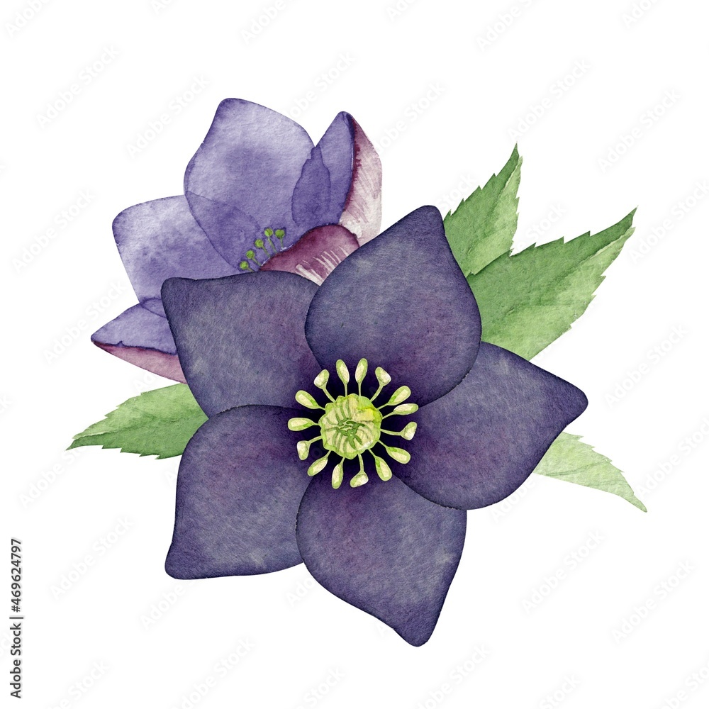 クリスマスローズ 花 紫 青 水彩 イラスト Stock Illustration Adobe Stock クリスマスローズ 花 紫 青 水彩 イラスト Stock Illustration Adobe Stock