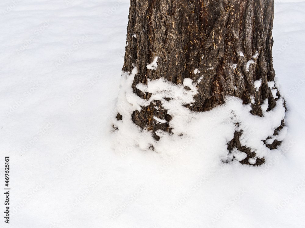 Trunk of a larch tree trunk in the snow