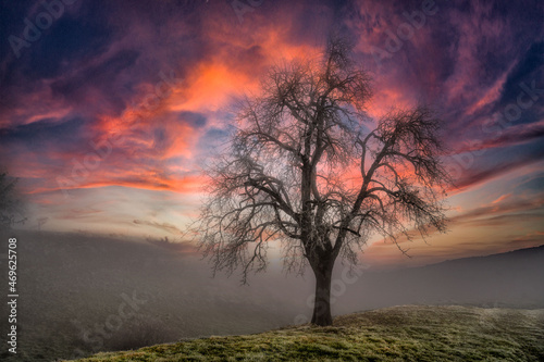 Tree in the sunset and fog 