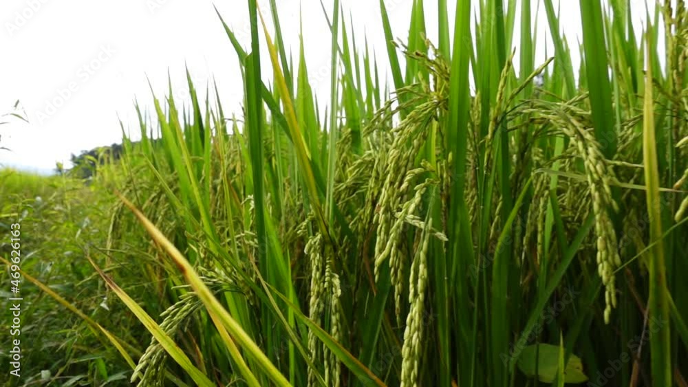 FHD 250 fps Slow motion pan shot ear of rice in rice field
FHD 250 fps Slow motion pan shot ear of rice in rice field
