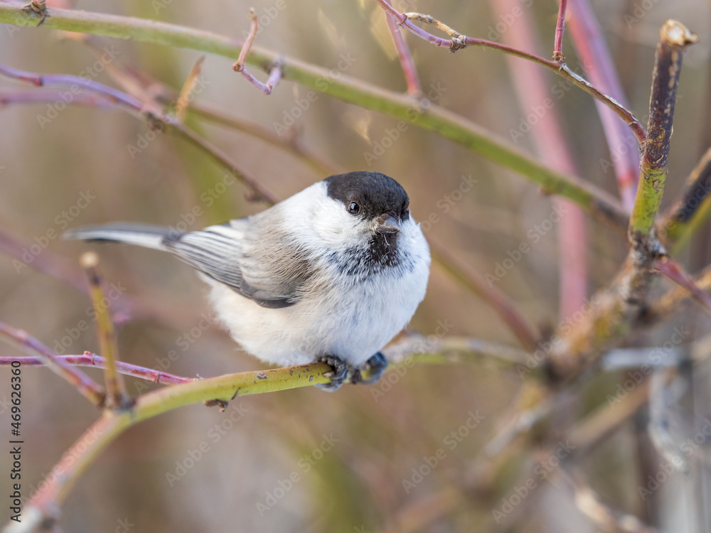 Cute bird the willow tit, song bird sitting on a branch without leaves in the winter. Cute bird the willow tit, song bird sitting on a branch without leaves in the winter.