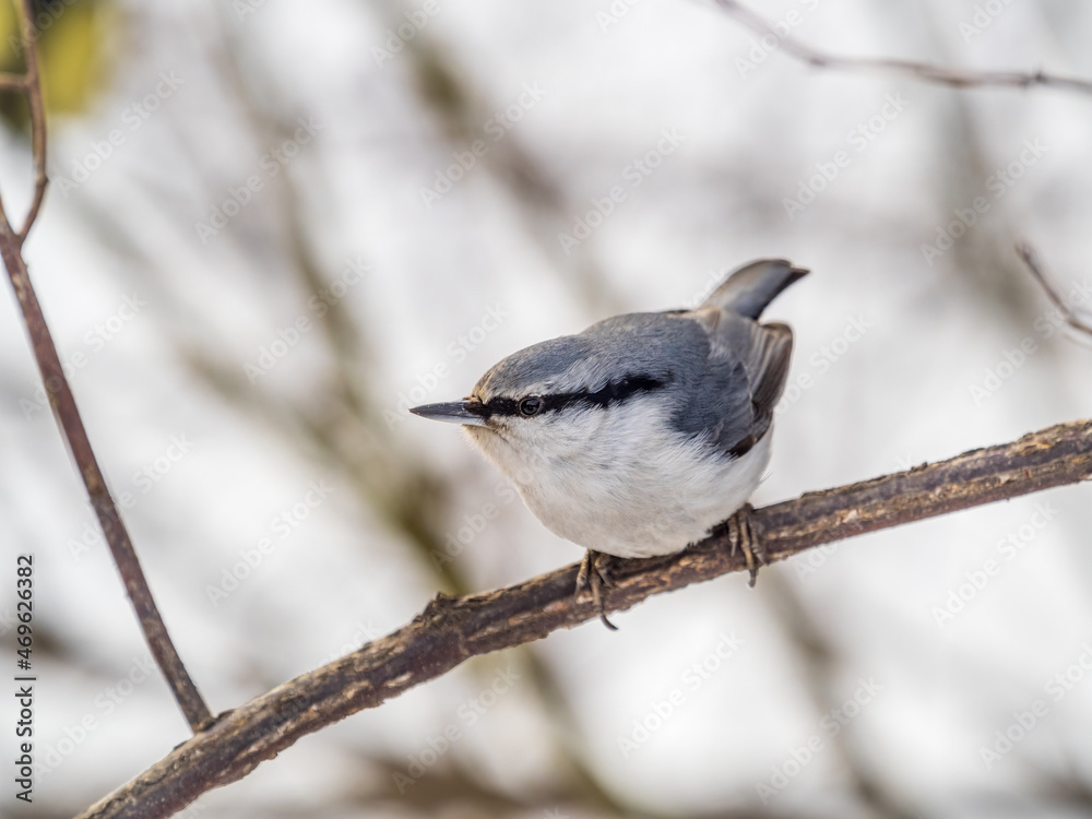 Eurasian nuthatch or wood nuthatch, lat. Sitta europaea, sitting on a tree branch with a blurred background. Eurasian nuthatch or wood nuthatch, lat. Sitta europaea, sitting on a tree branch with a blurred background.