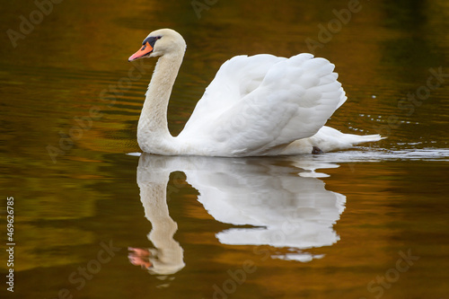 Fototapeta Naklejka Na Ścianę i Meble -  Schwan