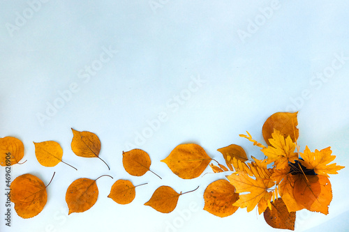 Flatlay text frame autumn background with a bouquet of yellow dry acacia and maple leaves. Top view
