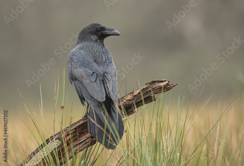 Raven ( Corvus corax ) close up