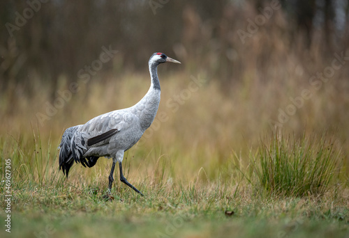 Common crane bird ( Grus grus )