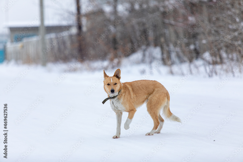 Ginger with white spots dog in collar in winter raises its paw on rural background. Stray dog froze in winter. Animal protection theme. Ginger with white spots dog in collar in winter raises its paw on rural background. Stray dog froze in winter. Animal protection theme.