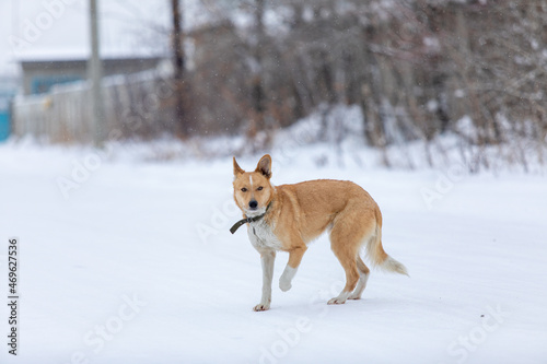 Ginger with white spots dog in collar in winter raises its paw on rural background. Stray dog froze in winter. Animal protection theme.
