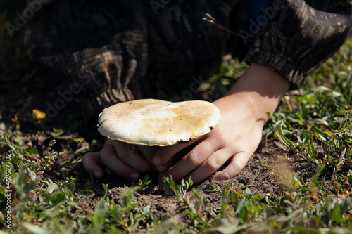 Two hands of child in camouflage suit close-up picking champignon on grass background. Fresh mushroom in kid hands. Gathering wild mushrooms.