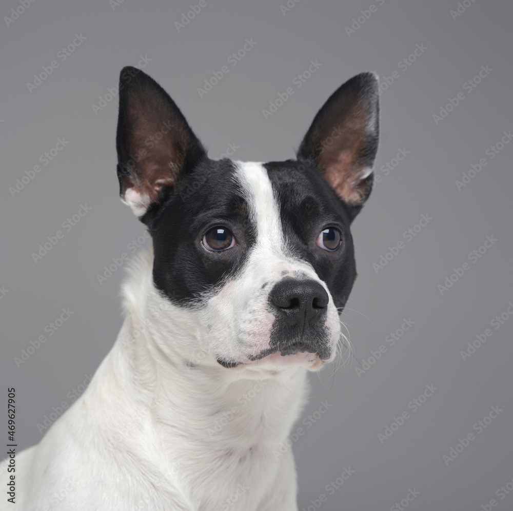 Portrait of isolated on gray purebred boston terrier dog