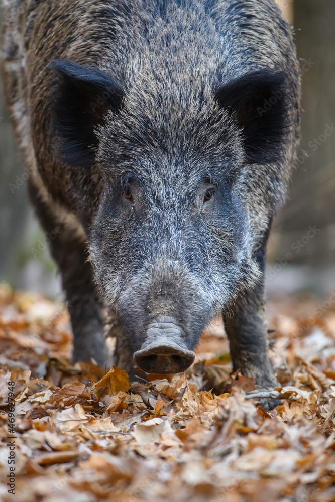 Portrait male Wild boar in autumn forest Portrait male Wild boar in autumn forest