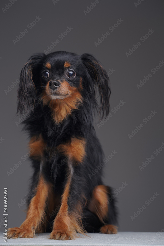 Fluffy black dog russian toy terrier breed against gray background
