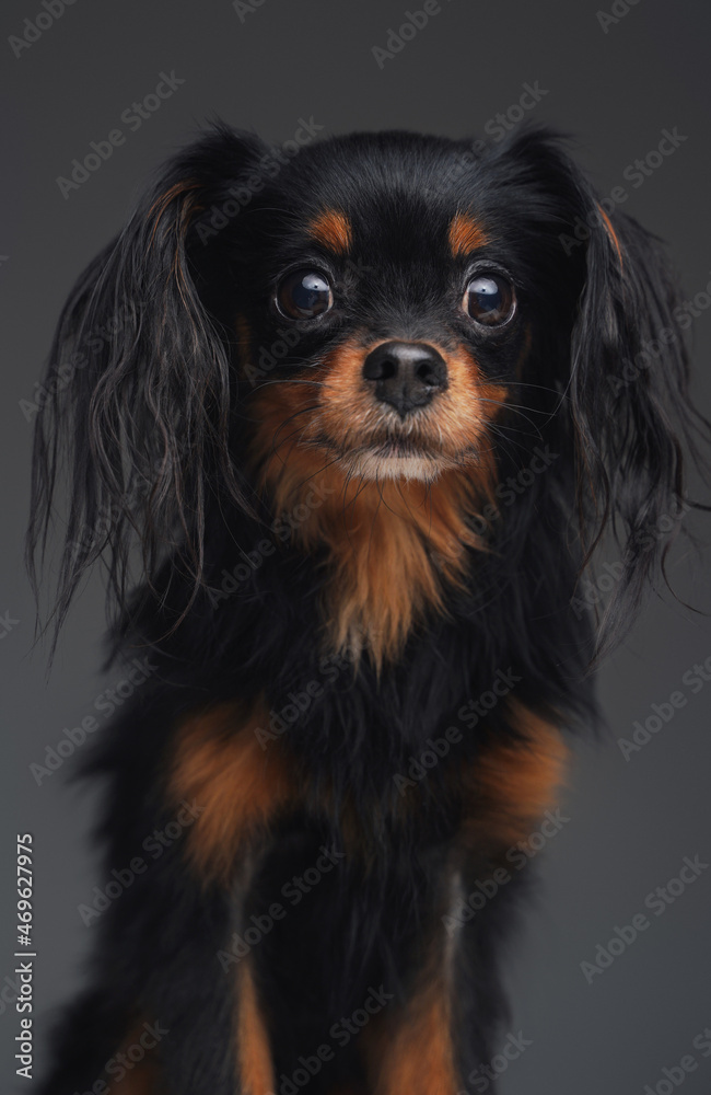 Portrait of miniature russian dog against gray background Portrait of miniature russian dog against gray background