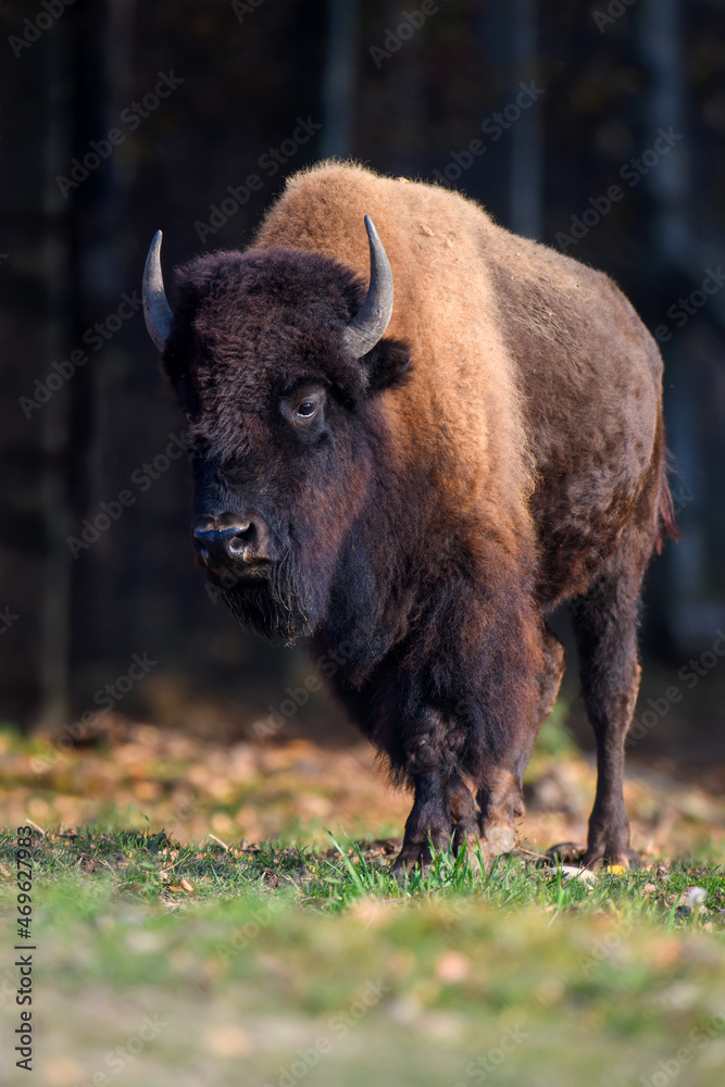 Wild adult Bison in the autumn forest. Wildlife scene from spring nature