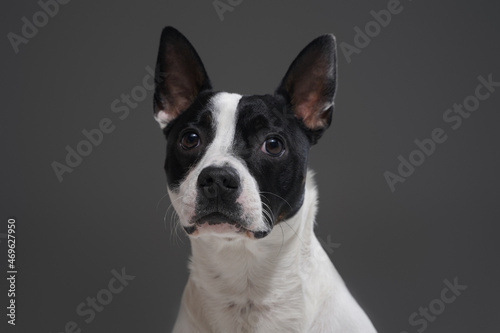 Headshot of purebred boston terrier dog against gray background