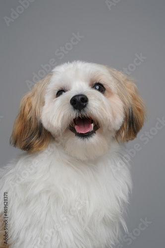 Joyful yorkshire terrier puppy with white fur isolated on gray