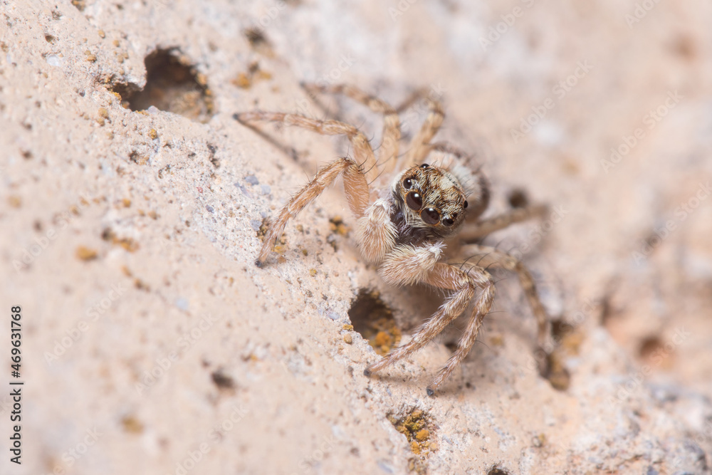 Female Menemerus semilimbatus spider staring from a concrete wall. High quality photo