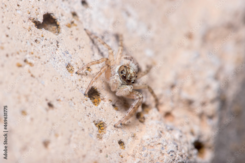 Female Menemerus semilimbatus spider staring from a concrete wall. High quality photo Female Menemerus semilimbatus spider staring from a concrete wall. High quality photo