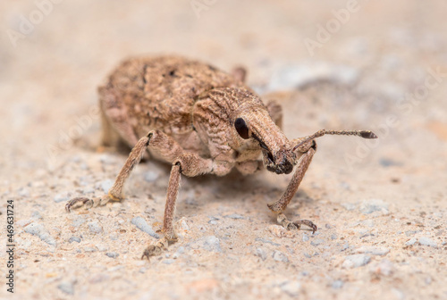 Rhytideres plicatus weevil walking on a rock under the sun. High quality photo