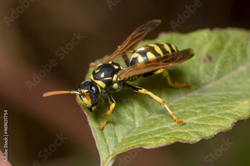 Polistes dominula wasp walking on a green leaf. High quality photo
