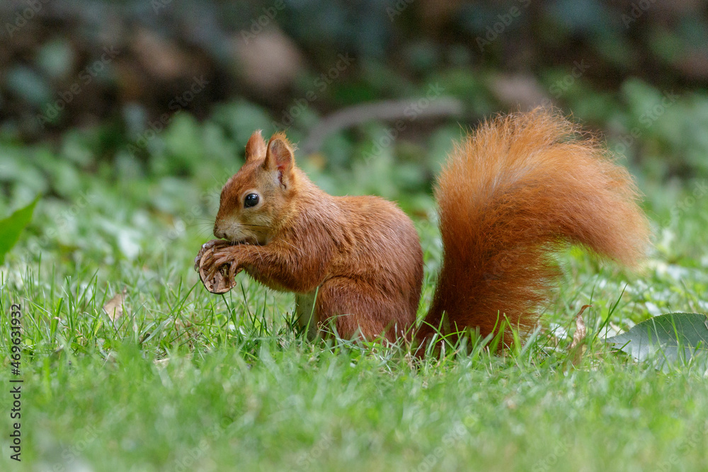 Eichhörnchen (Sciurus vulgaris) Eichhörnchen (Sciurus vulgaris)
