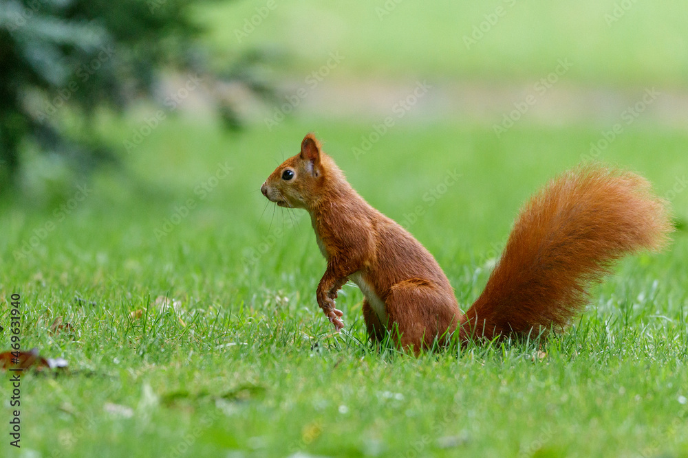 Eichhörnchen (Sciurus vulgaris) Eichhörnchen (Sciurus vulgaris)