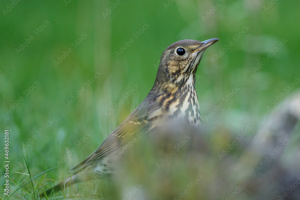 Singdrossel (Turdus philomelos) Singdrossel (Turdus philomelos)