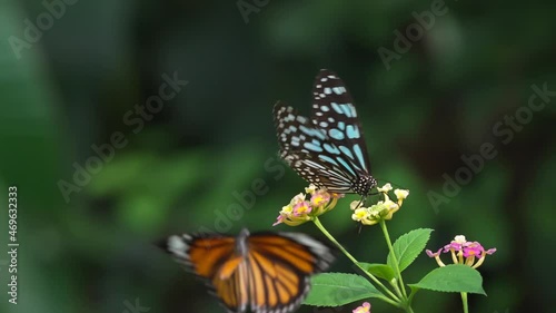 Two Butterfly Takes Off Slow Motion.