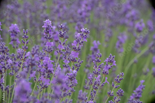 Lavender flower field  Blooming purple fragrant lavender flowers. Growing lavender swaying in the wind  harvesting  perfume ingredient  aromatherapy