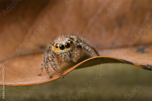 These spiders are known to eat small insects such as grasshoppers, flies, bees and other small spiders,
closeup macro in Hyllus semicupreus Jumping Spider.