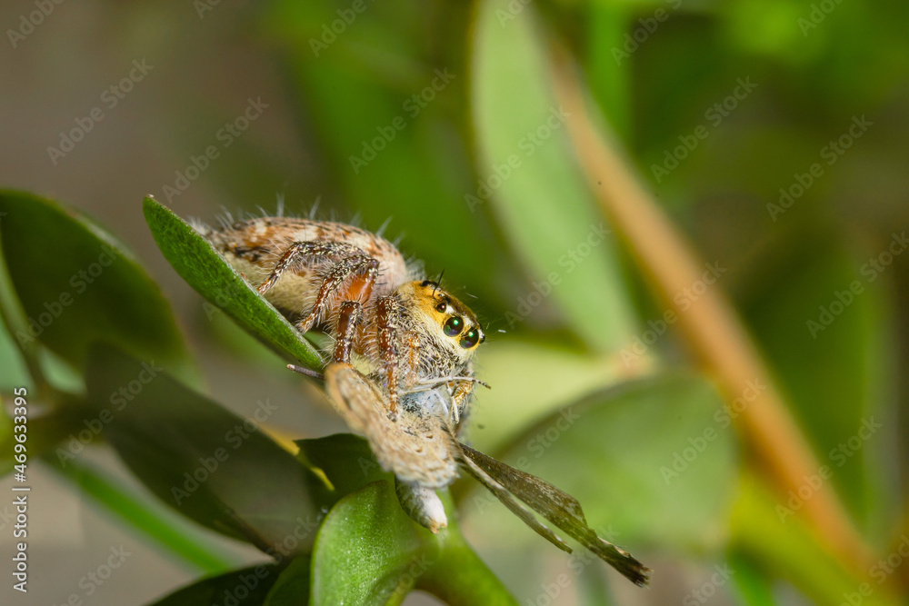 These spiders are known to eat small insects such as grasshoppers, flies, bees and other small spiders,
closeup macro in Hyllus semicupreus Jumping Spider. These spiders are known to eat small insects such as grasshoppers, flies, bees and other small spiders,
closeup macro in Hyllus semicupreus Jumping Spider.