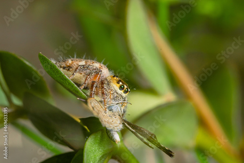 These spiders are known to eat small insects such as grasshoppers, flies, bees and other small spiders, closeup macro in Hyllus semicupreus Jumping Spider.