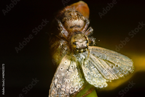 These spiders are known to eat small insects such as grasshoppers, flies, bees and other small spiders,
closeup macro in Hyllus semicupreus Jumping Spider. photo